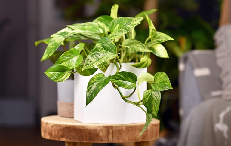 Pothos
