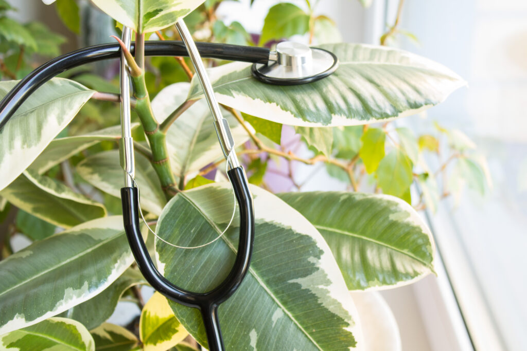houseplant doctor questions