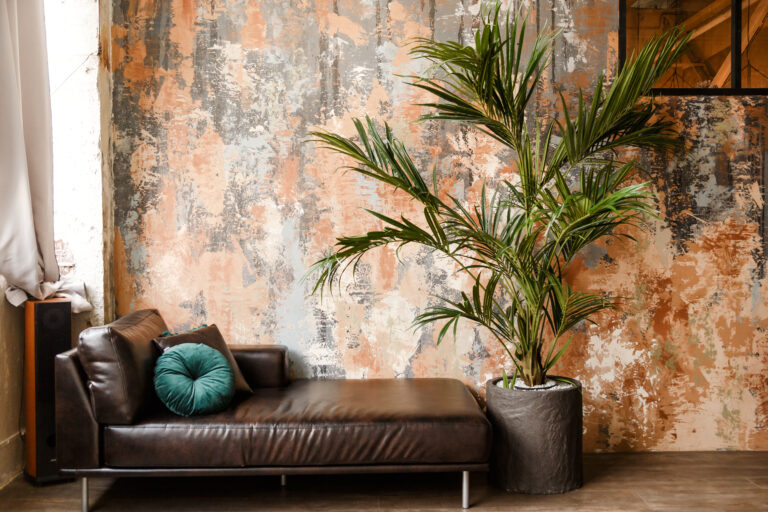 Kentia Palm at home houseplant