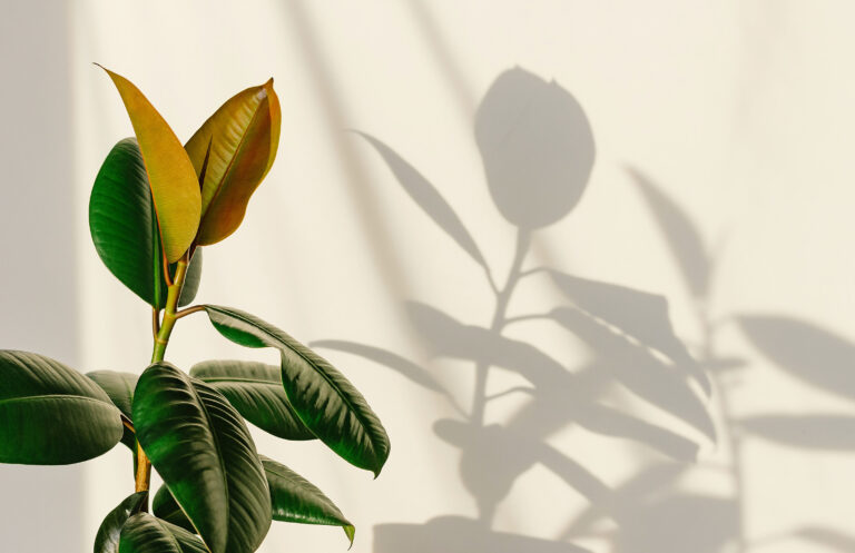 Light Requirements of Houseplants