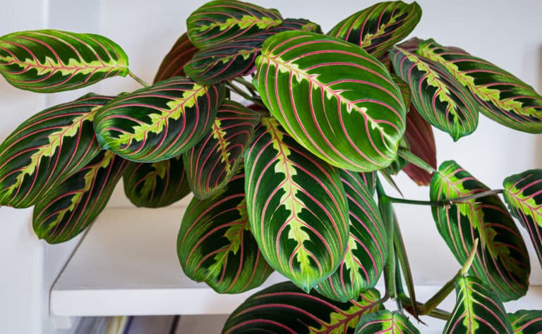 Prayer plant Maranta leuconura