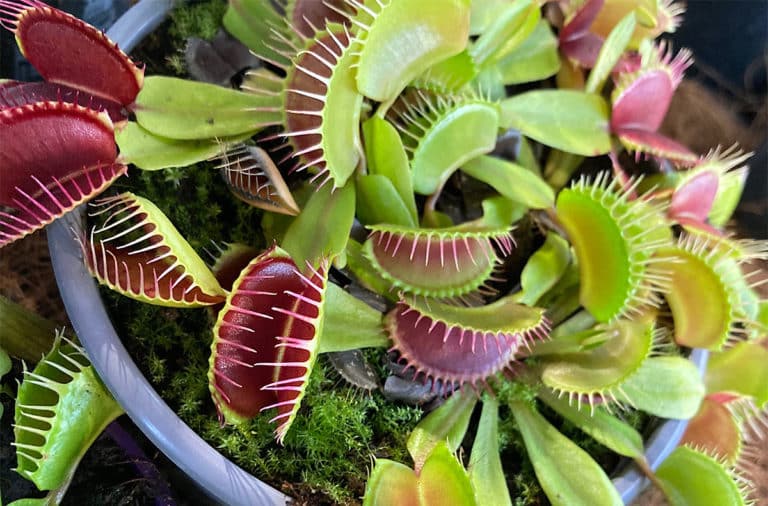 Venus Fly Trap