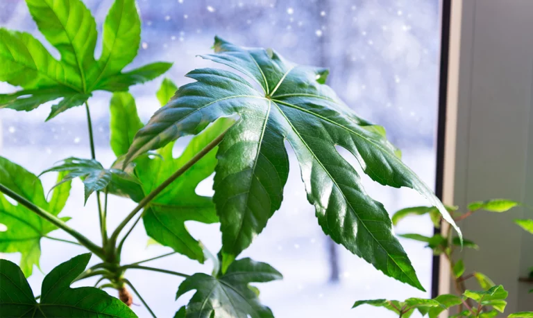 houseplant on windowsill in winter