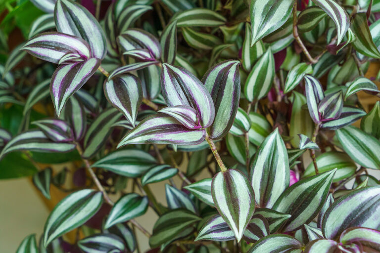 Tradescantia zebrina