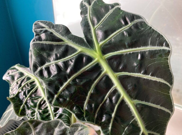 Alocasia, Elephant's Ear