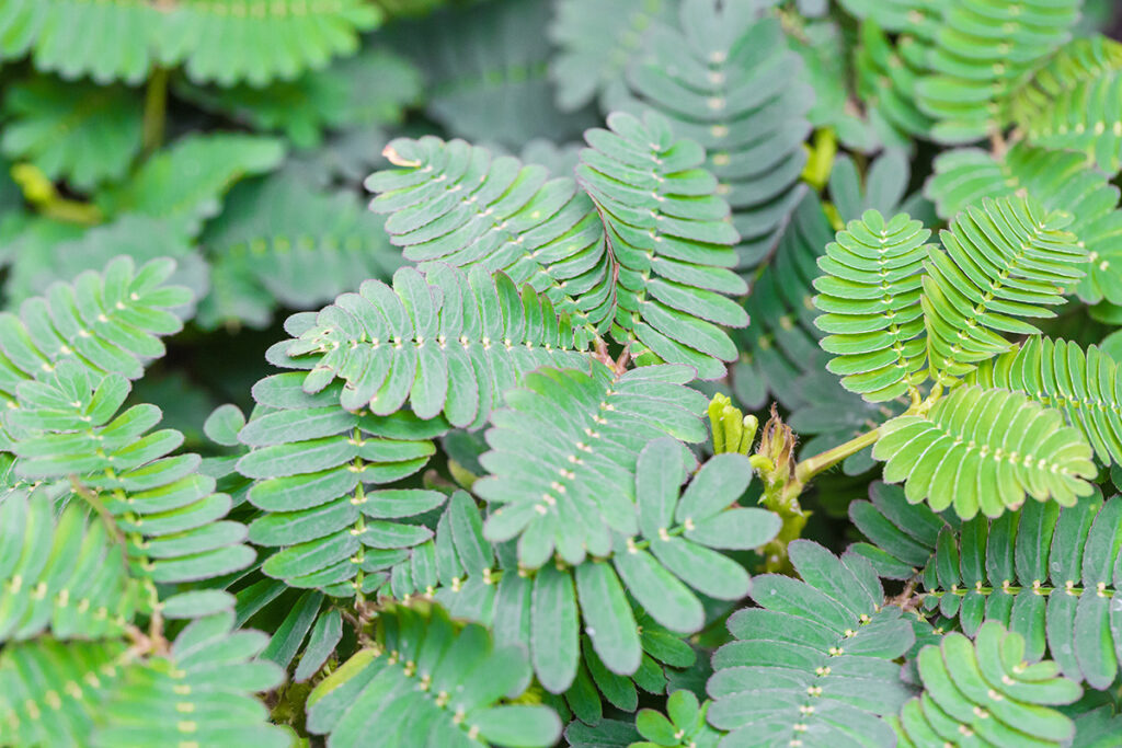 Mimosa Pudica