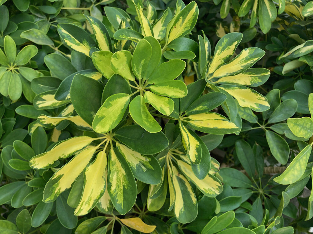 Umbrella Plant