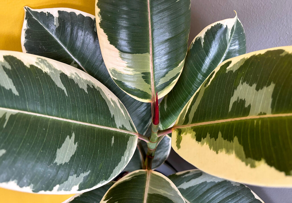 Ficus elastica Tineke