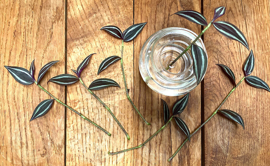 Propagating tradescantia in water