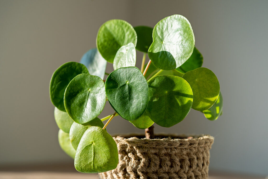 Chinese Money Plant
